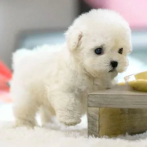 Plush Dog - Soft Puppy for Children and Adults