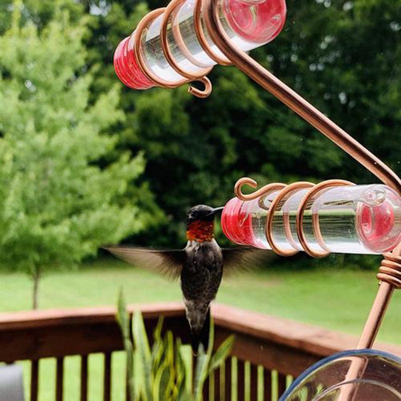 Window Hummingbird Feeder | Clear Glass Feeder for Close-Up Bird Watching