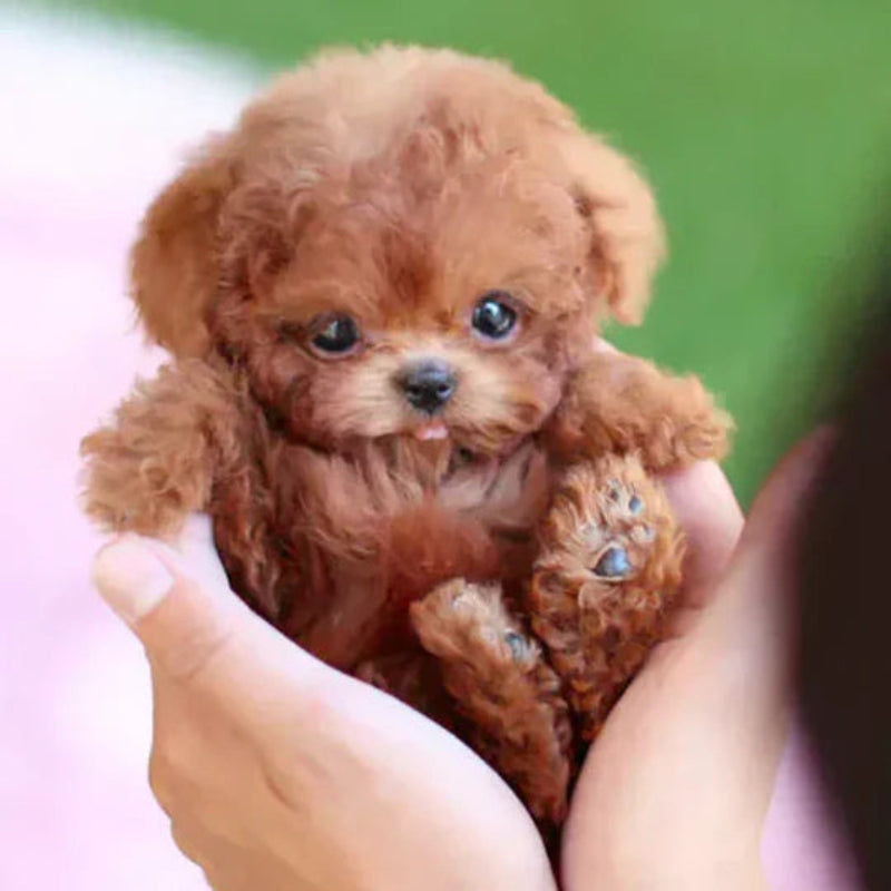 PuppyMotion – Interaktív robotkutya érintésérzékeléssel