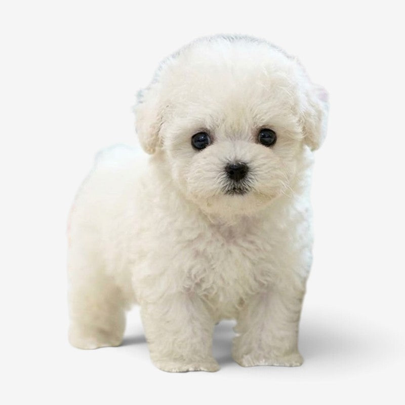 PuppyMotion – Interaktív robotkutya érintésérzékeléssel