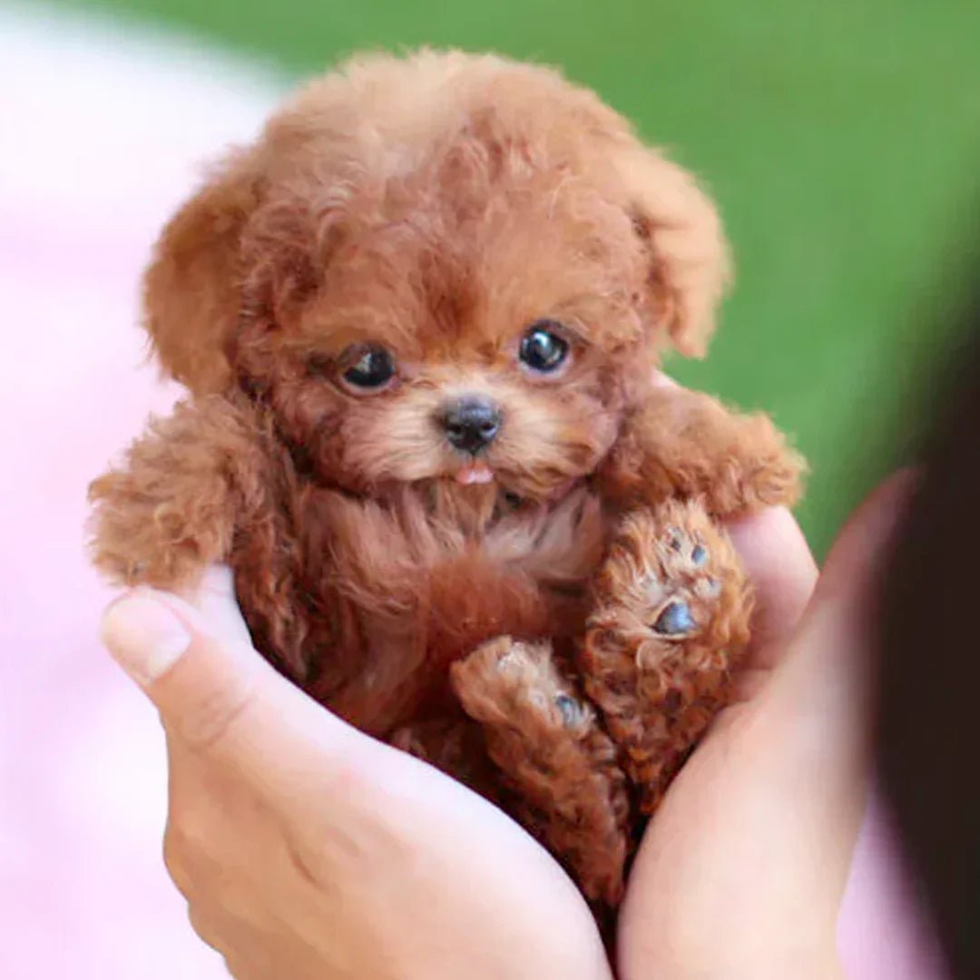 Plush Dog - Soft Puppy for Children and Adults