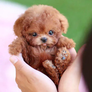 Plush Dog - Soft Puppy for Children and Adults